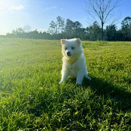 Glacier - White male American Eskimo Dog puppy in Live Oak, Florida from Pecan Ridge Puppies