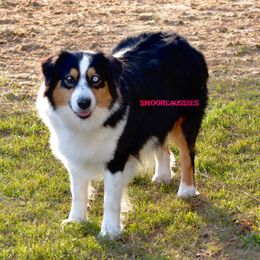 Merci - Australian Shepherd