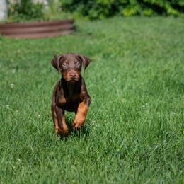Doberman Pinscher Puppies from Warsong Dobermann