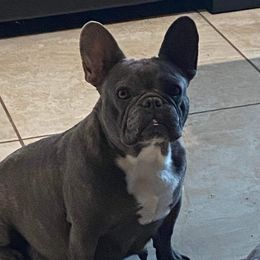 Pink - French Bulldog