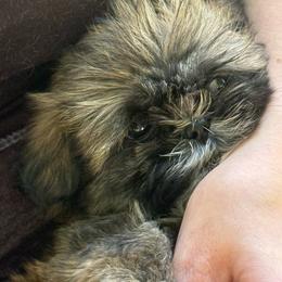 Andy - Sable and white male Shih Tzu puppy in Lakewood, Ohio from Purelyshihtzupups