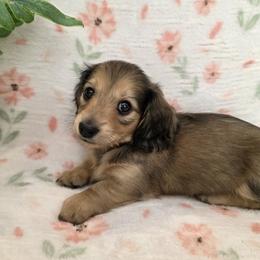 SWEETHEART - Cream female Dachshund puppy in Star, Idaho from October Hounds