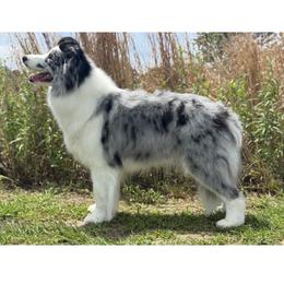 Shayla - Blue merle female Border Collie puppy in Dunn, North Carolina from Coylety Kennel