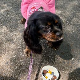 Cavalier King Charles Spaniel and Poodle All Grown Up from Ellis Crown Cavaliers