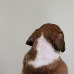 Boxer Puppies from Coast to Coast Boxers