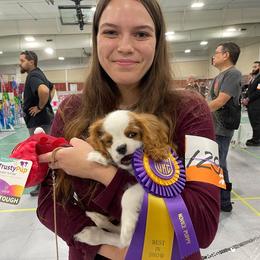 Cavalier King Charles Spaniel Puppies from Ohana Cavaliers