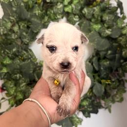 Yazi (AKC) - Red mottled female Australian Cattle Dog puppy in Sahuarita, Arizona from A2 Australian Cattle Dogs