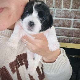 Fortuna - Black and white female Cavatzu puppy in Turlock, California from Charming Woofs