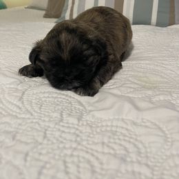 Lucas - Brindle male Lhasa Apso puppy in Palm Bay, Florida from Lhasa Apso Doggy Stylez Fl