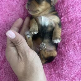 Yorkshire Terrier Puppies from Sugar & Spice Yorkies