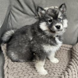 Siberian Husky Puppies from Addison Grove Huskies