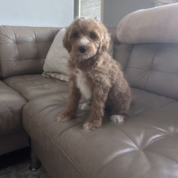 Goldendoodle and Poodle Puppies from Poodle lovers