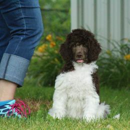 Poodle Puppies from Chapel Hill Poodles
