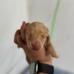 Boy 2 - Cream Dachshund puppy in Las Animas, Colorado from J&D Dachsies