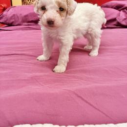 HETEPHERES TUT - Parti female Poodle puppy in Jersey City, New Jersey from Tuts Pups Cafe