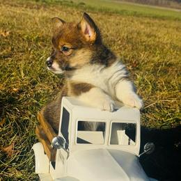 Turkey - Sable male Pembroke Welsh Corgi puppy in Sheldon, Missouri from Clearsky Corgis