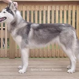 Eva - Dark Blue Collar - Black and white Siberian Husky puppy in Tomahawk, Wisconsin from Lunter's Heaven Huskies