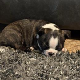 Boy 1 black collar - Black brindle and white male Boston Terrier puppy in Sunnyside, Washington from Boston Terriers