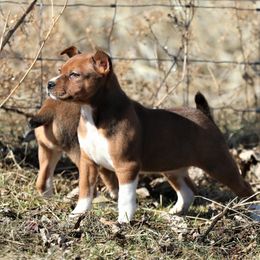 Australian Terrier and Rat Terrier Puppies from Seegmiller Standard Rat Terriers