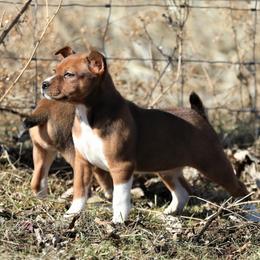 Australian Terrier and Rat Terrier Puppies from Seegmiller Standard Rat Terriers