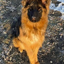 German Shepherd Puppies from vom Glock