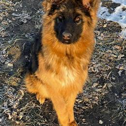 German Shepherd Puppies from vom Glock