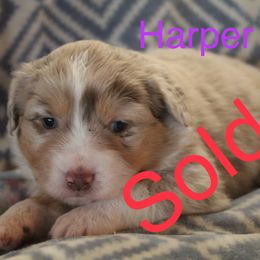 Girl 3 - Miniature Australian Shepherd puppy in Love County, Oklahoma from 6C Aussies