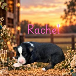 Rachel - Black tri female Miniature Australian Shepherd puppy in Oronogo, Missouri from Dutton's Show Me Farms