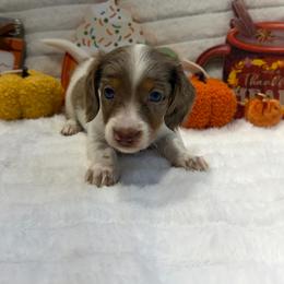 Acorn - Dapple male Dachshund puppy in Mansfield, Missouri from Owens Farm