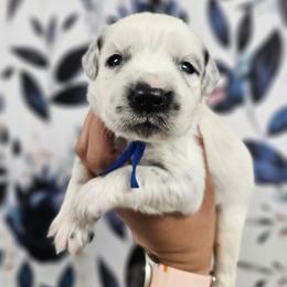 Moon Shoes - White and black male Dalmatian puppy in Gray, Georgia from Fuller Spots