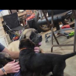 Betty - Brindle female Mastiff puppy in Moneta, Virginia from Jeana's Rottweilers & English Mastiffs