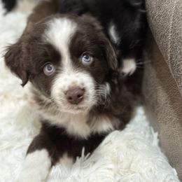 Miniature Australian Shepherd Puppies from Southern Charmers