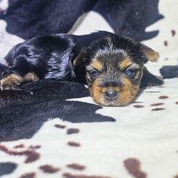 Rocko - Black and tan male Yorkshire Terrier puppy in Thornville, Ohio from My precious yorkies