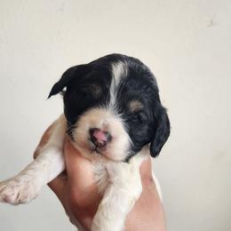 Elvis - Black white and tan male Cockapoo puppy in Ellensburg, Washington from Dawn to Dusk Cockapoos