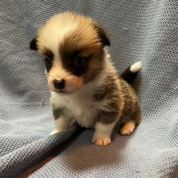 Phill - White and red male Pembroke Welsh Corgi puppy in Clear Spring, Maryland from Rose Petal Farm