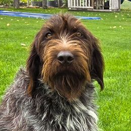 Sage - Wirehaired Pointing Griffon