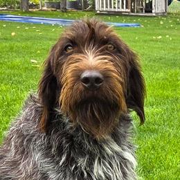 Sage - Wirehaired Pointing Griffon