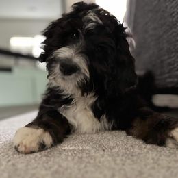 Bernedoodle Puppies from Darling Paws, LLC