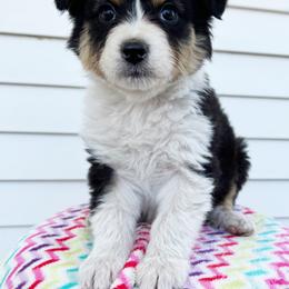 Cosmo - Black tri-color male Australian Shepherd puppy in Kearney, Nebraska from Helix Aussies