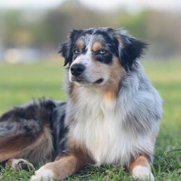 Wyatt - Australian Shepherd