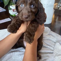 Noah - Brown male Cavapoo puppy in Bellingham, Washington from My Sweet Poodles and Doodles