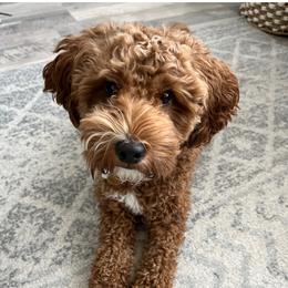 Coco - Goldendoodle