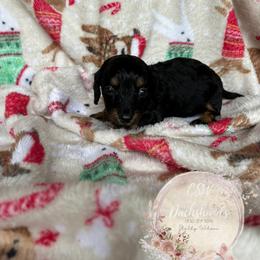 Dachshund Puppies from CSW Dachshunds