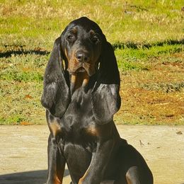 Black and Tan Coonhound Puppies from Classic Coonhounds