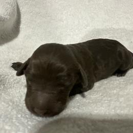 Roxy - Chocolate female Goldendoodle puppy in Wittenberg, Wisconsin from Cedar River Kennel