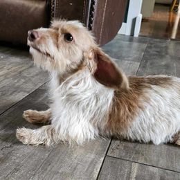 Gracie - Dachshund