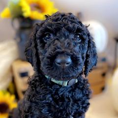 Double Doodles from Silvia's Doodles