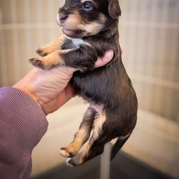 Babbi - Brown female Schnoodle puppy in Caldwell, Idaho from Boise Doodle Co.
