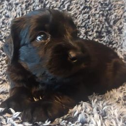 Giant Schnauzer Puppies from Oklahoma Giants