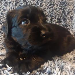 Giant Schnauzer Puppies from Oklahoma Giants